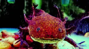 Axolotl Real Weird Animals