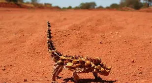 Thorny Dragon