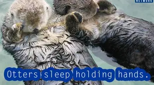 Interesting Facts About Otters