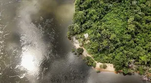 25 Rainforest Facts
