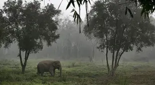 Rainforest Facts Dung Coffee