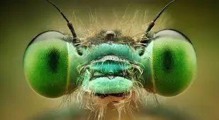 Bug Eyes Up Close