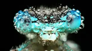 Incredible Examples of Macro Photography