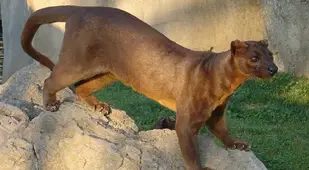 Fossa
