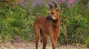 Maned Wolf