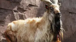 Interesting Animals