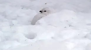Animal Adaptations Ptarmigan