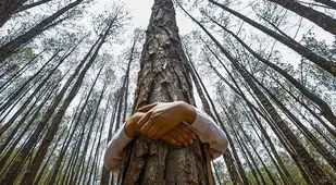 Tree Hugger Surprising Photos