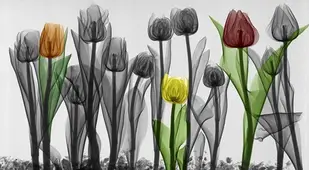 Cool X Ray Art
