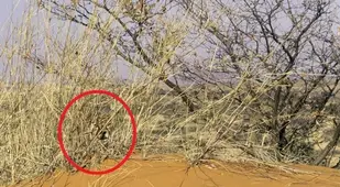 Cheetah Cub Circled