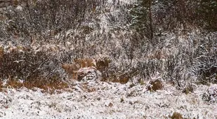 Coyote