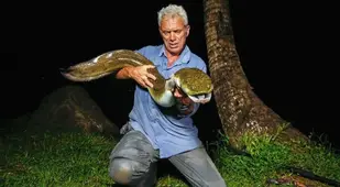 Giant Mottled Eel
