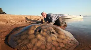 Weird River Fish Stingray