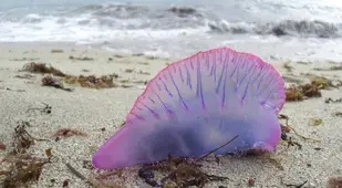 Beached Man O War Jelly