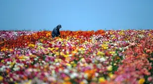 Colorful Spring Flowers