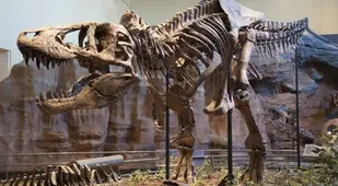 Dinosaur Facts T Rex