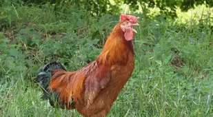 Rooster