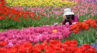 Taking Photo Flowers