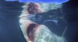 The Largest Great White Shark In History