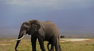 Elephant Facts