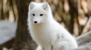 Arctic Fox Sitting
