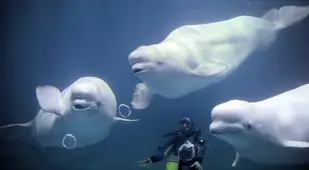 Beluga Whale