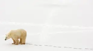 Polar Bear Facts