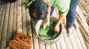 Chacruna Leaves And Vine To Bo