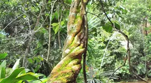 Old Ayahuasca Vine