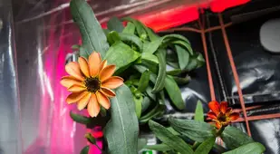 Space Flower