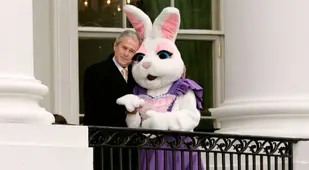 Bush Bunny