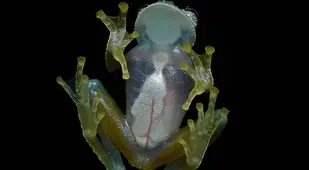 Glass Frog Weird Animals
