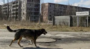 Chernobyl Dog