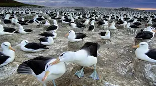 Animal Migration Photographs Albatrosses