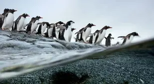 Gentoo Penguins Migration