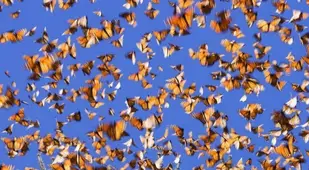 Monarch Migration Sky Swarm