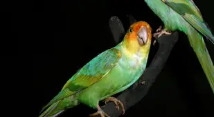 De-Extinction Carolina Parakeet