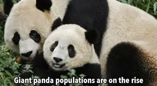 Thankful List Giant Pandas
