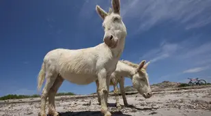 Albino Animals Donkey