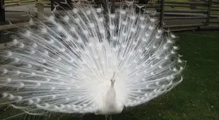 Albino Animals Peacock