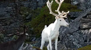 Albino Animals Reindeer