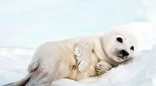 White Sea Lion Pup