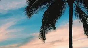 Hammock Sunset Tropical