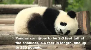 Panda Facts Size