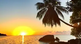 Tropical Sunset Palm Tree