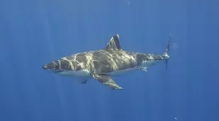 Great White Shark Facts