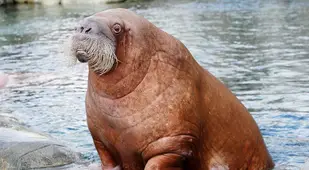 Arctic Animals Walrus