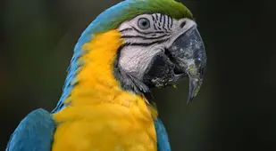Parrot