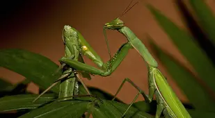Praying mantis eating another praying mantis