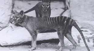 Tasmanian Tiger Extinct Animals